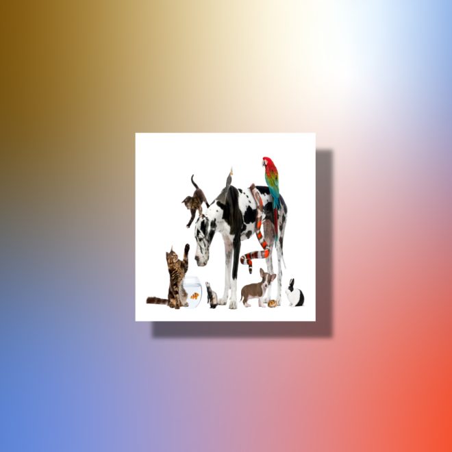 pets-and-animals